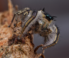 Phidippus insignarius