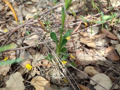 Lepidophorum repandum