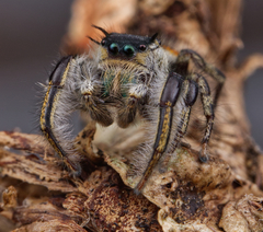 Phidippus insignarius