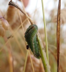 Glaucopsyche lygdamus