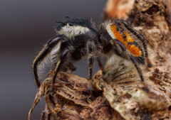 Phidippus insignarius