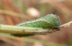 Glaucopsyche lygdamus