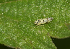 Eupteryx atropunctata