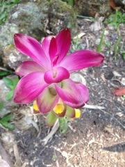 Curcuma zedoaria