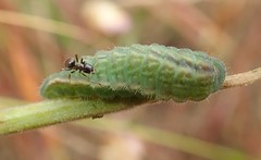 Glaucopsyche lygdamus