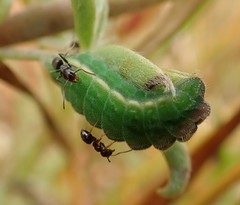 Glaucopsyche lygdamus