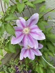 Clematis florida