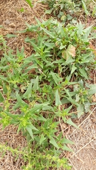 Patellifolia procumbens image