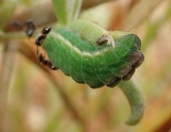 Glaucopsyche lygdamus