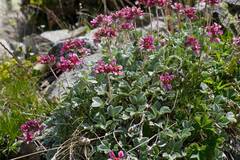 Potentilla divina