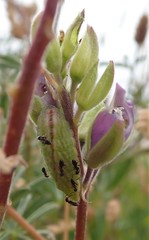 Glaucopsyche lygdamus