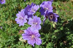 Geranium gymnocaulon