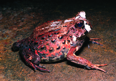 Bahia Forest Frog photo 2