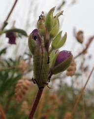 Glaucopsyche lygdamus