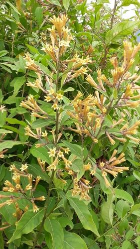 Cestrum image