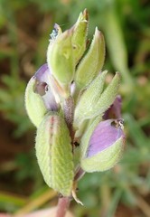 Glaucopsyche lygdamus