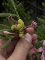 Exobasidium rhododendri