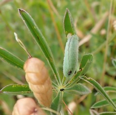 Glaucopsyche lygdamus