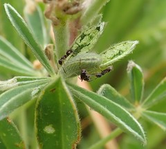 Glaucopsyche lygdamus