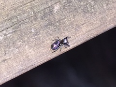Salticinae
