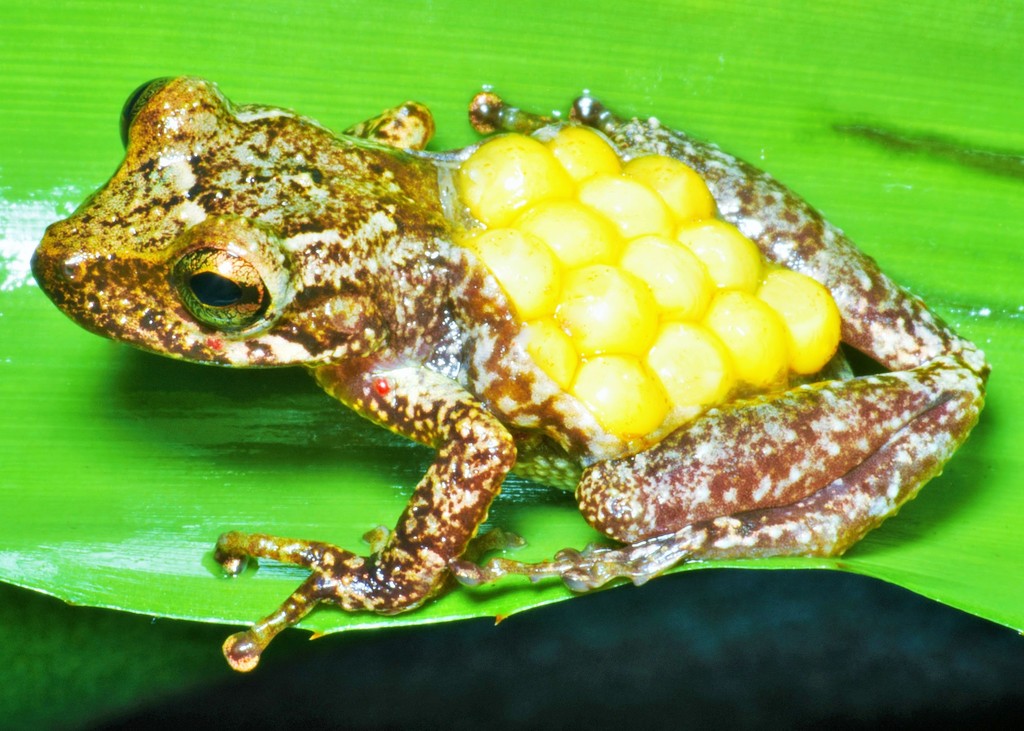 Fritziana tonimi