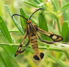 Chamaesphecia empiformis