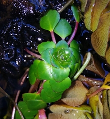 Ludwigia sedoides