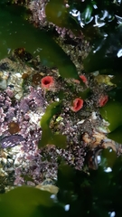Pyura chilensis