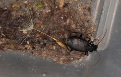 Limodromus