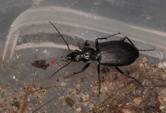 Limodromus