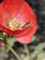 Halictus tripartitus