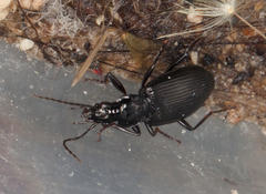Limodromus