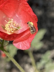 Halictus tripartitus