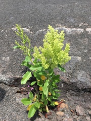 Rumex skottsbergii