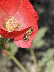 Halictus tripartitus