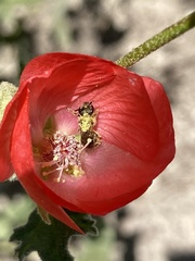 Halictus tripartitus