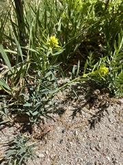 Euphorbia