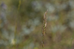Bromus condensatus