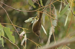 Lichmera indistincta ocularis