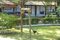 Penelope ochrogaster