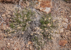 Chrysothamnus viscidiflorus puberulus