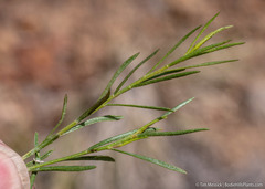 Chrysothamnus viscidiflorus puberulus
