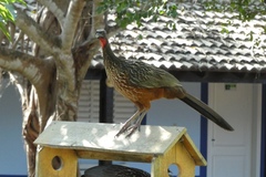 Penelope ochrogaster