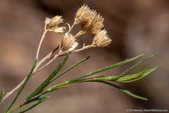 Chrysothamnus viscidiflorus puberulus