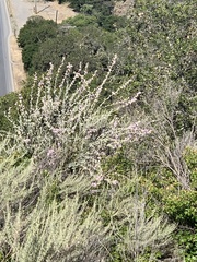 Malacothamnus arcuatus