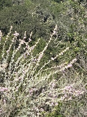 Malacothamnus arcuatus