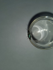 Cordylepherus viridis