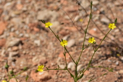 Linum nodiflorum
