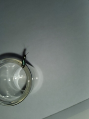 Cordylepherus viridis