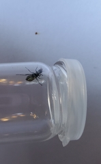 Cordylepherus viridis